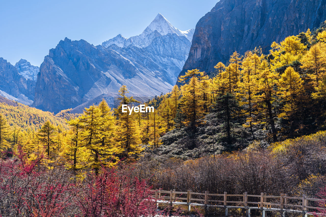 mountain, scenics - nature, beauty in nature, plant, tree, mountain range, landscape, nature, environment, autumn, land, sky, coniferous tree, pinaceae, pine tree, forest, snow, tranquil scene, pine woodland, winter, tranquility, travel destinations, cold temperature, valley, yellow, travel, no people, mountain peak, wilderness, non-urban scene, flower, outdoors, idyllic, snowcapped mountain, leaf, day, flowering plant, activity, tourism, multi colored, clear sky, architecture, blue, rural scene, leisure activity, sunlight, woodland, field, growth