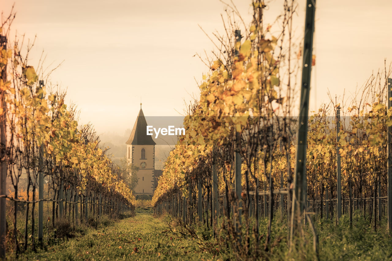 View of clock tower from vineyard