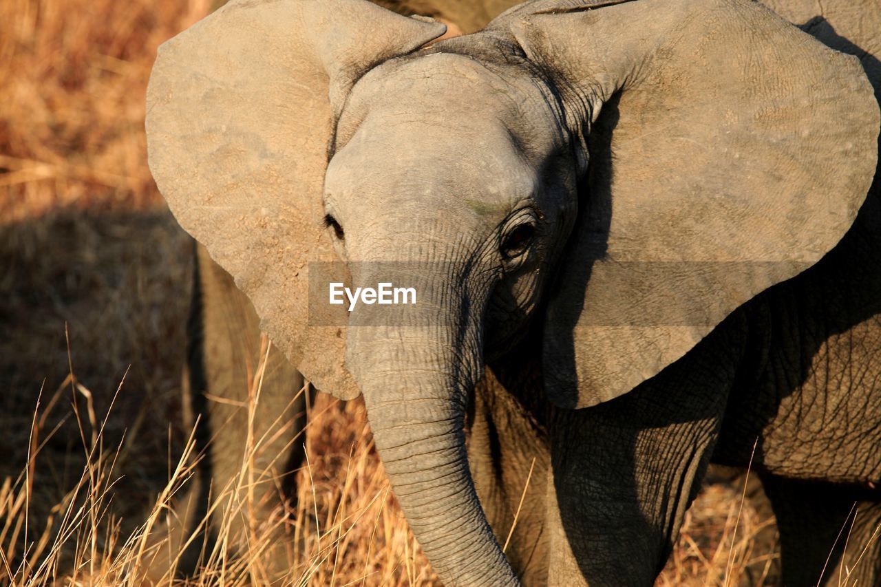 Close-up portrait of elephant