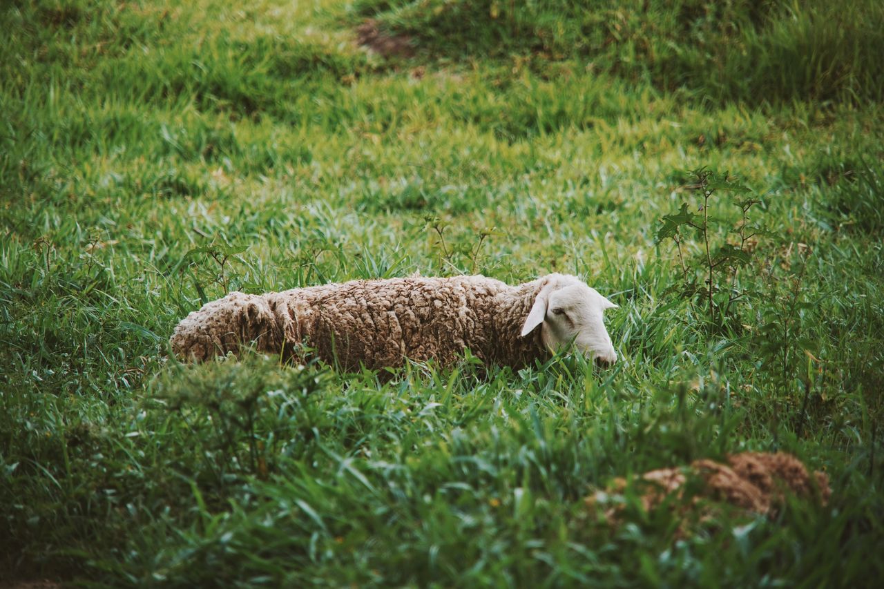 VIEW OF SHEEP ON GRASS