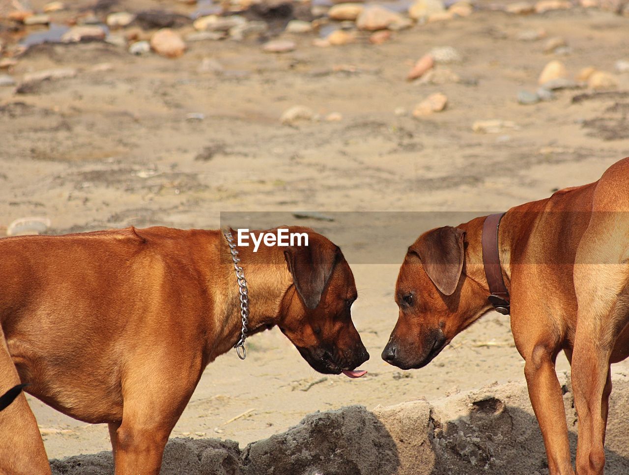 View of two dogs on the beach 