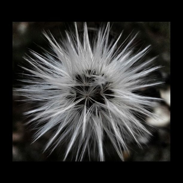 CLOSE-UP OF DANDELION FLOWERS