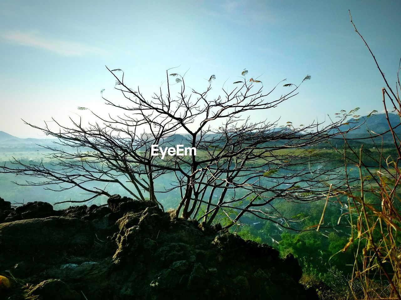 Plants growing on rocks by sea against sky