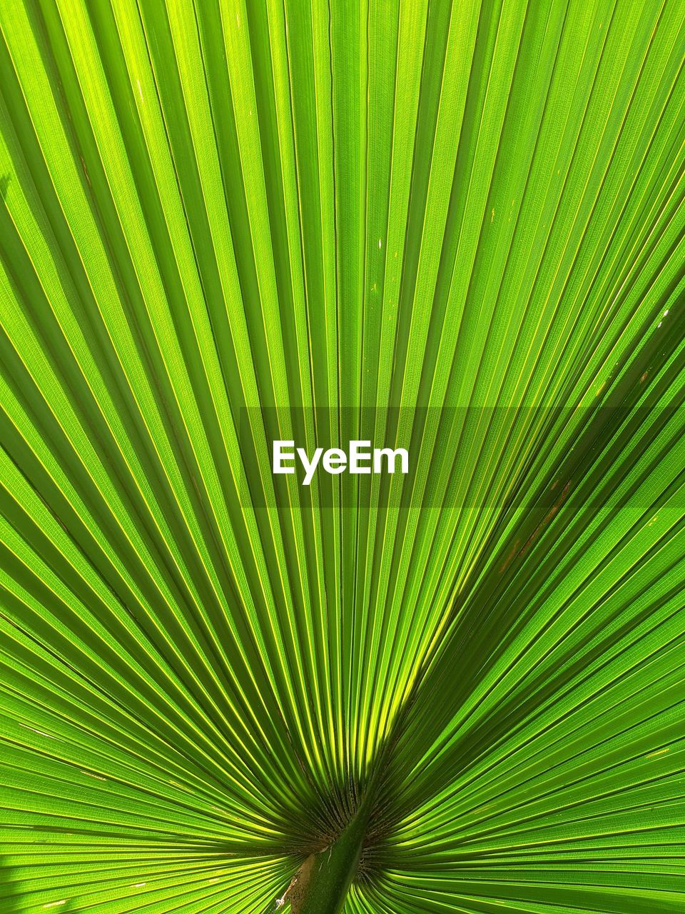 Full frame shot of palm tree