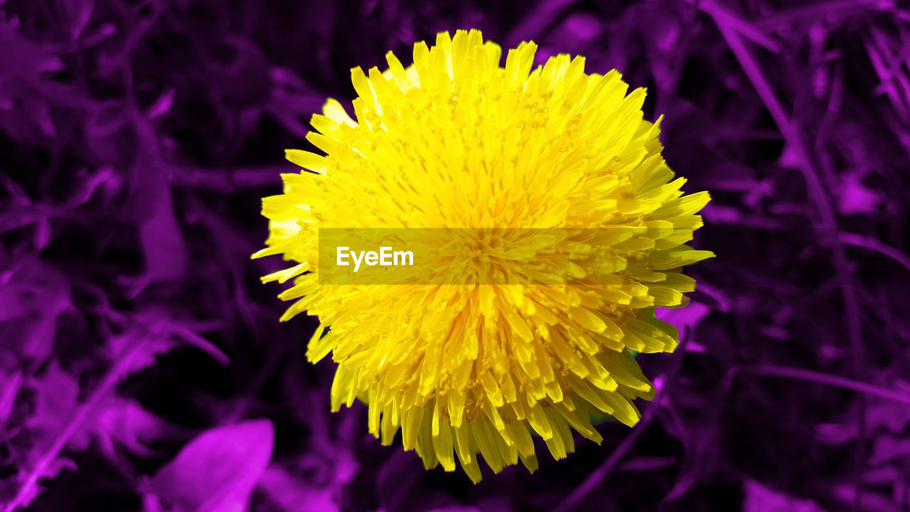 CLOSE-UP OF YELLOW FLOWER