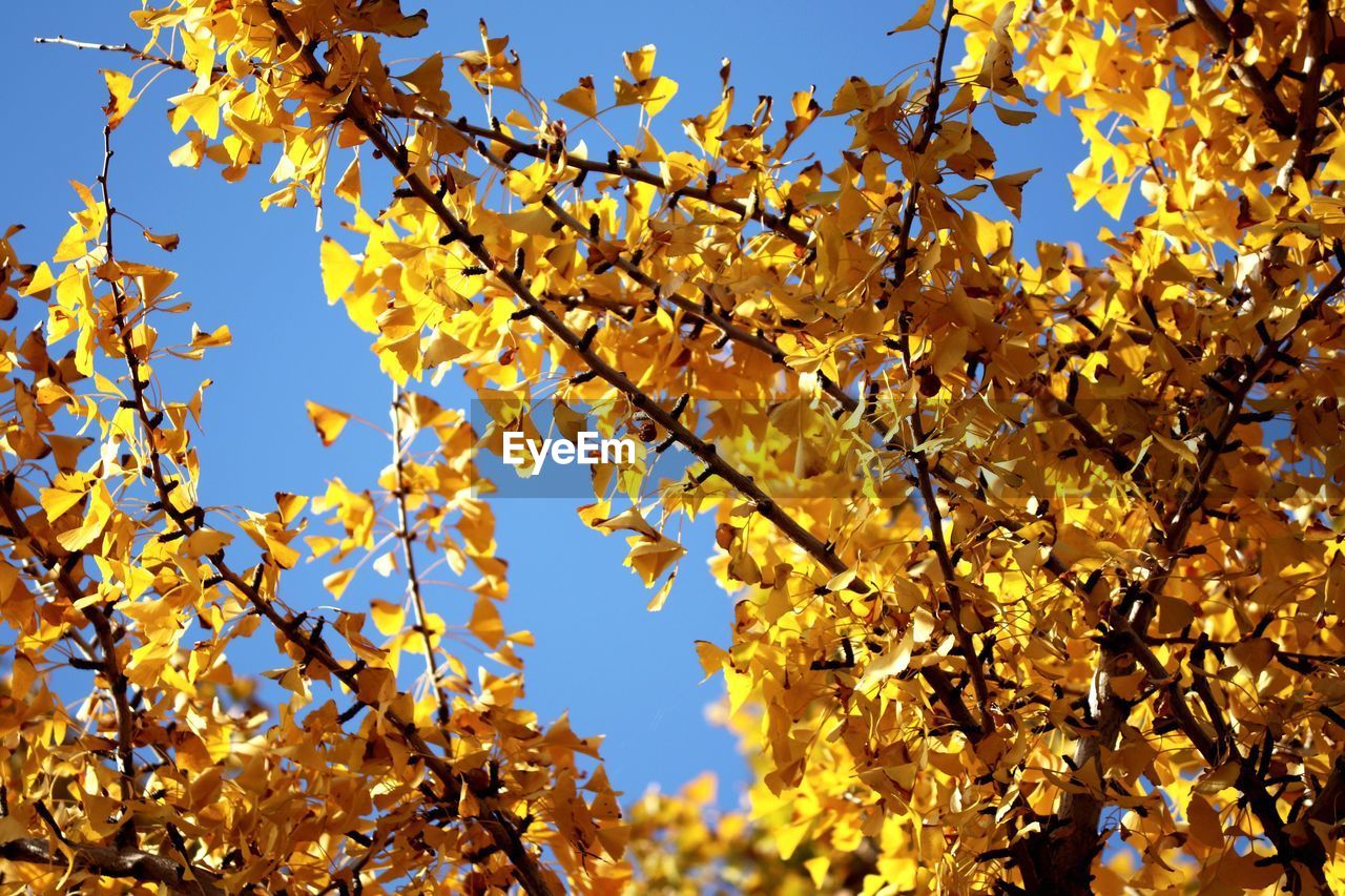 Low angle view of yellow maple leaves against sky