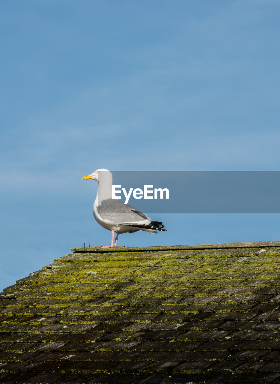 Seagull -larus occidentalis standing on a moss covered roof