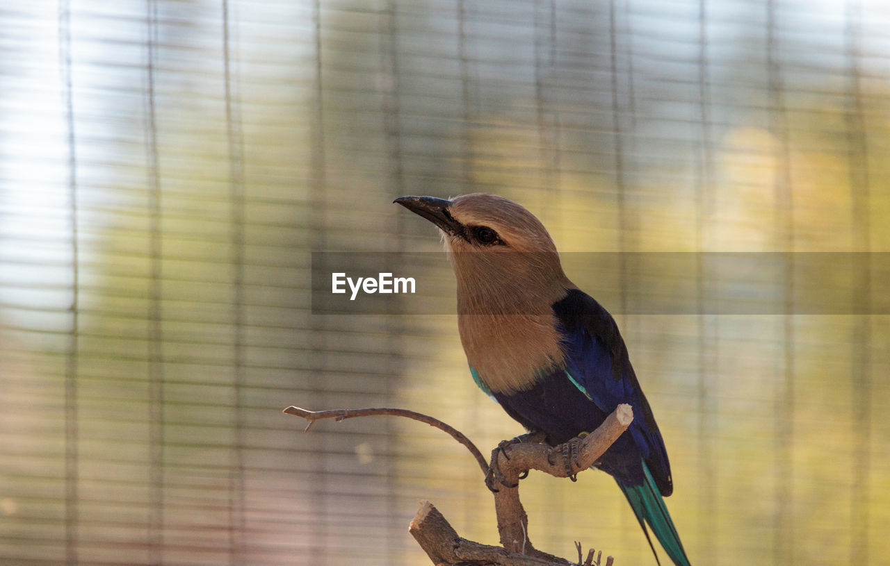 Blue-bellied roller called coracias cyanogaster is found in senegal to zaire and sudan.