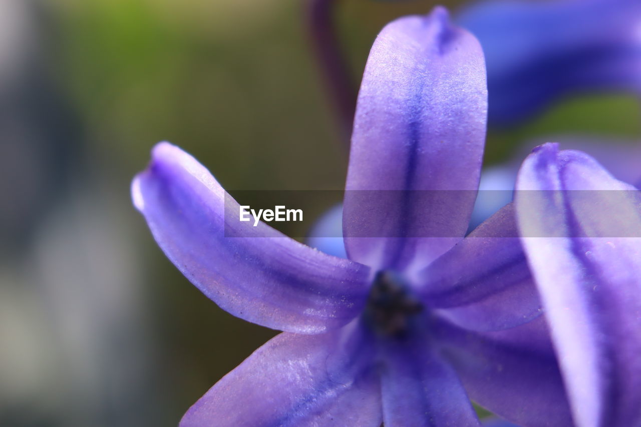 CLOSE-UP OF PURPLE FLOWER