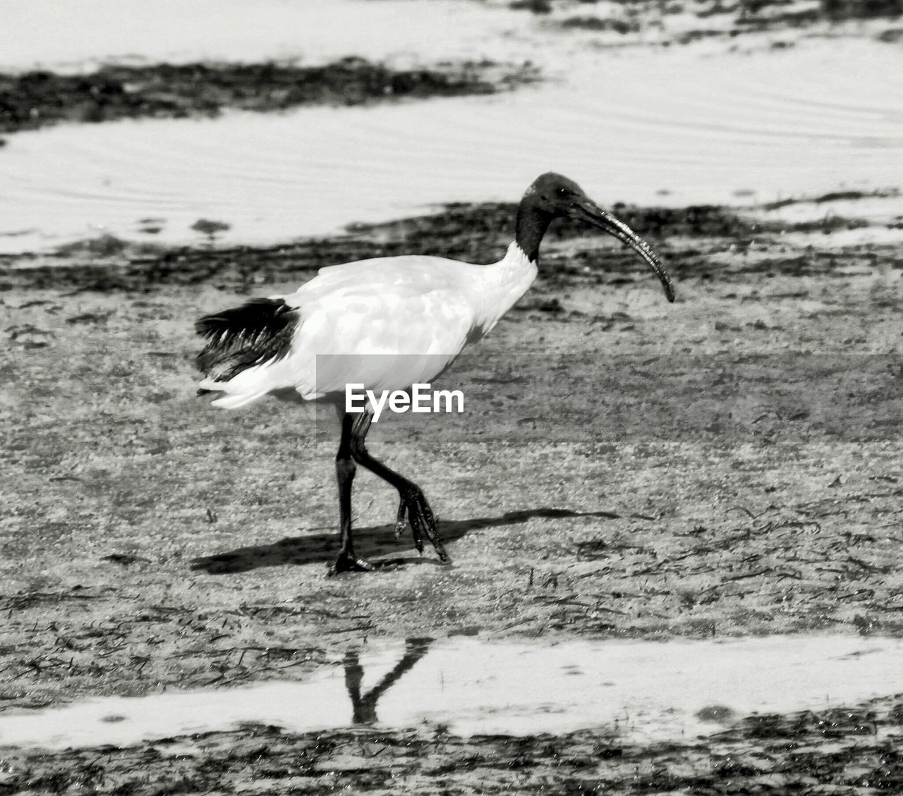 Sacred ibis hunting for food