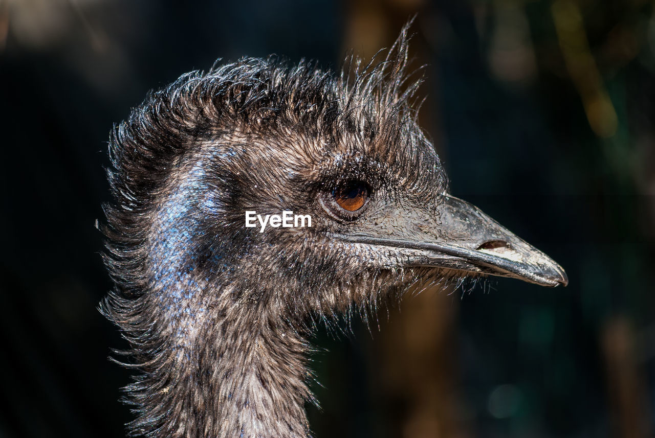 Close-up of emu