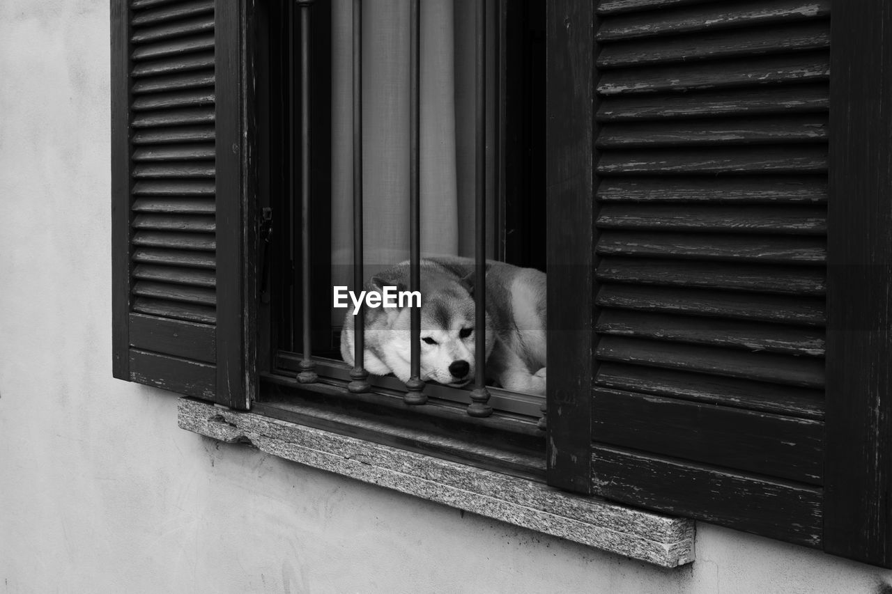 Portrait of a dog laying on a window sill