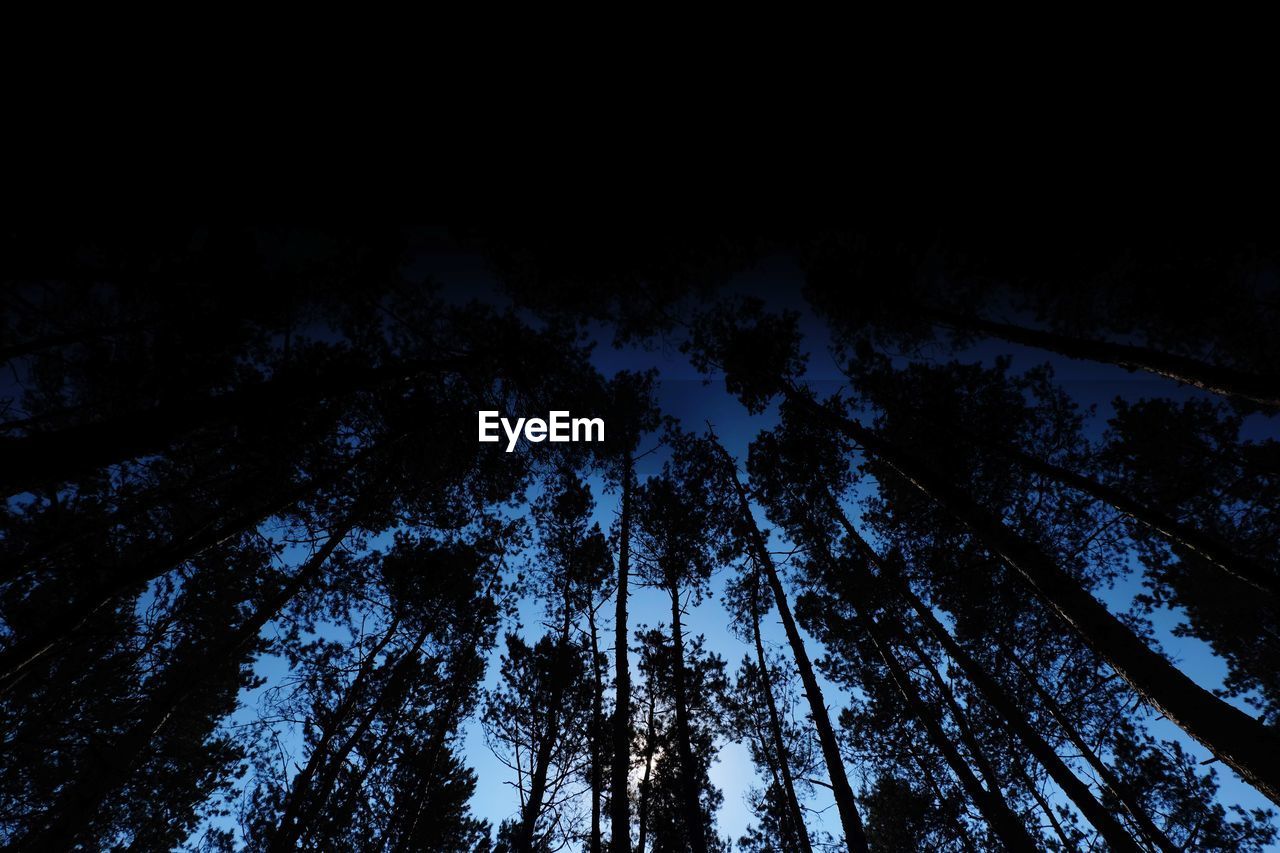 LOW ANGLE VIEW OF TREES IN FOREST AT NIGHT