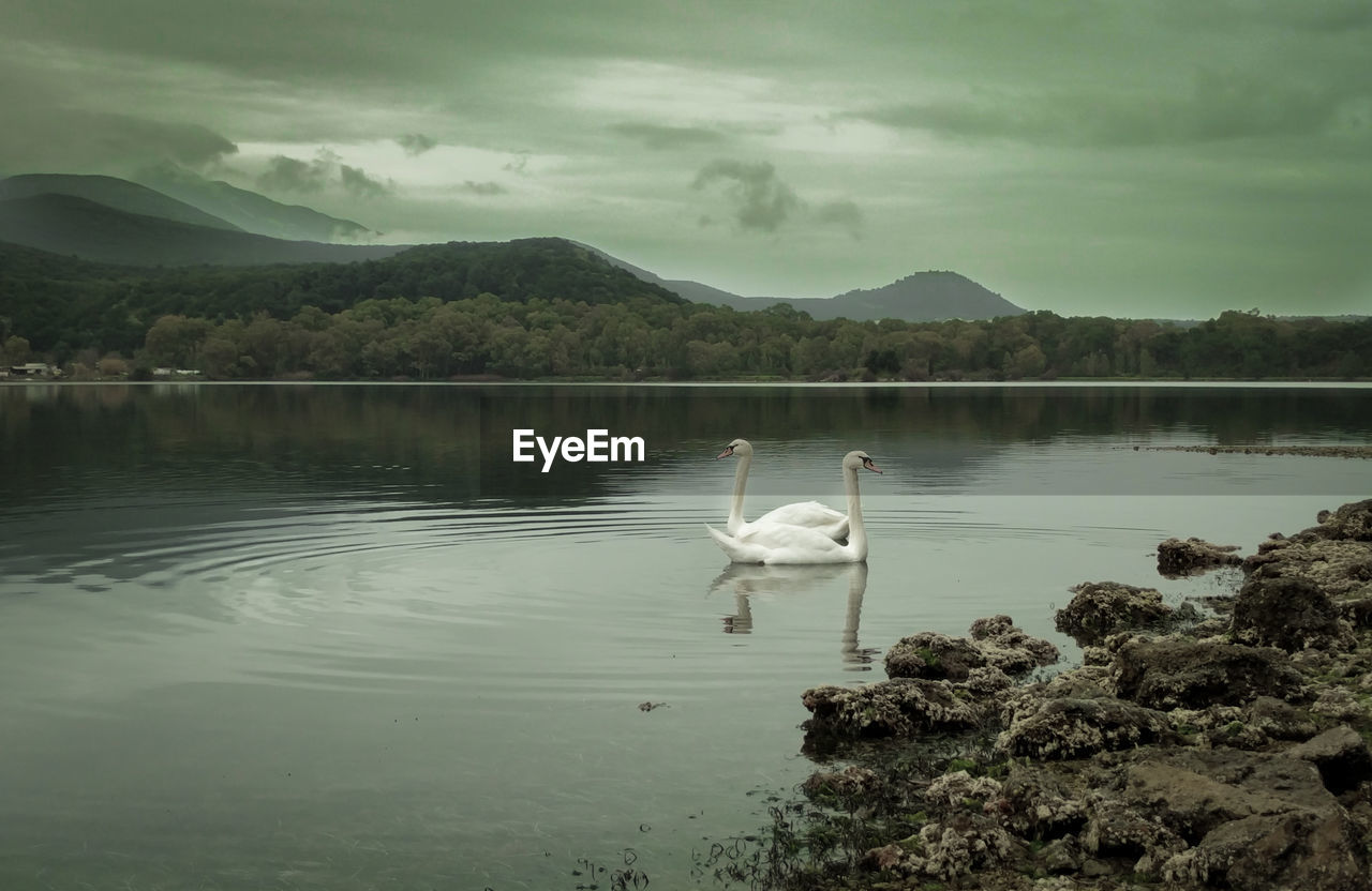 SWAN IN LAKE