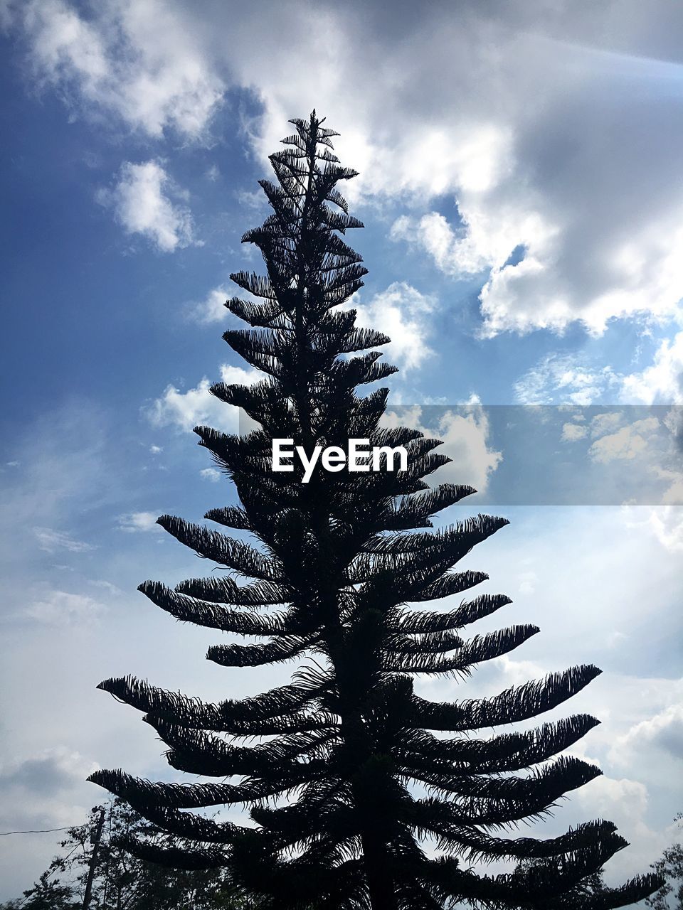 LOW ANGLE VIEW OF TREE AGAINST SKY