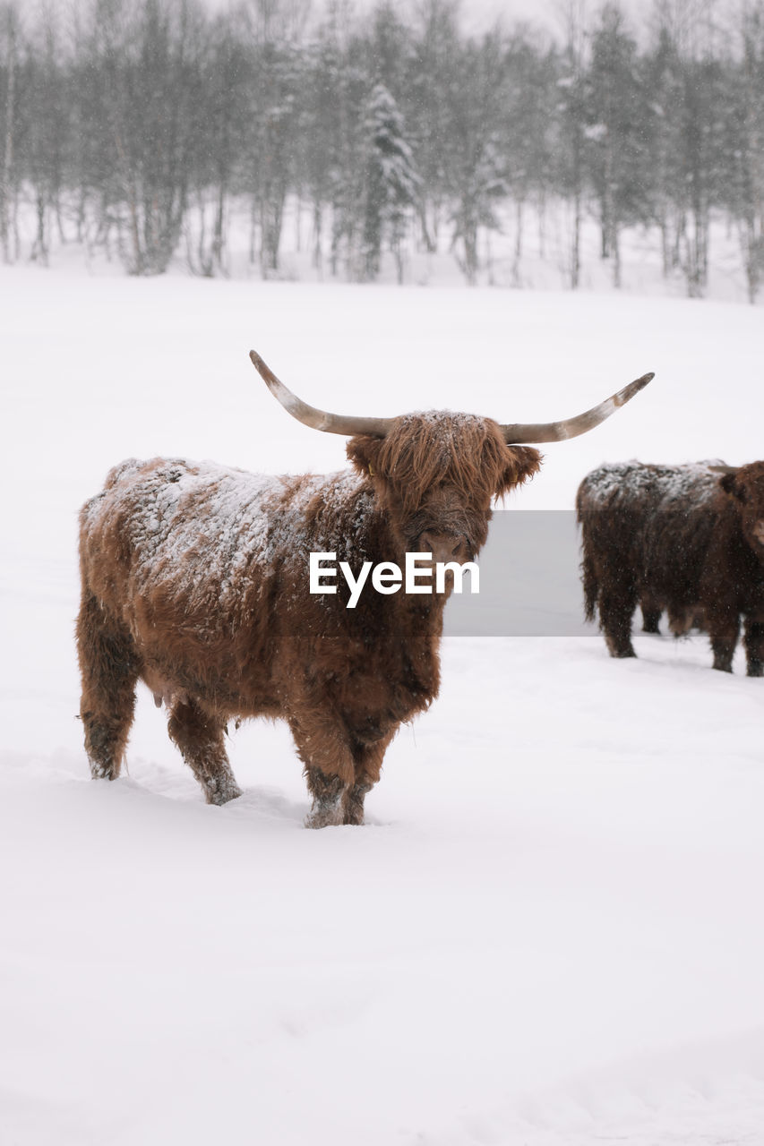 Highland cattle on snow covered field