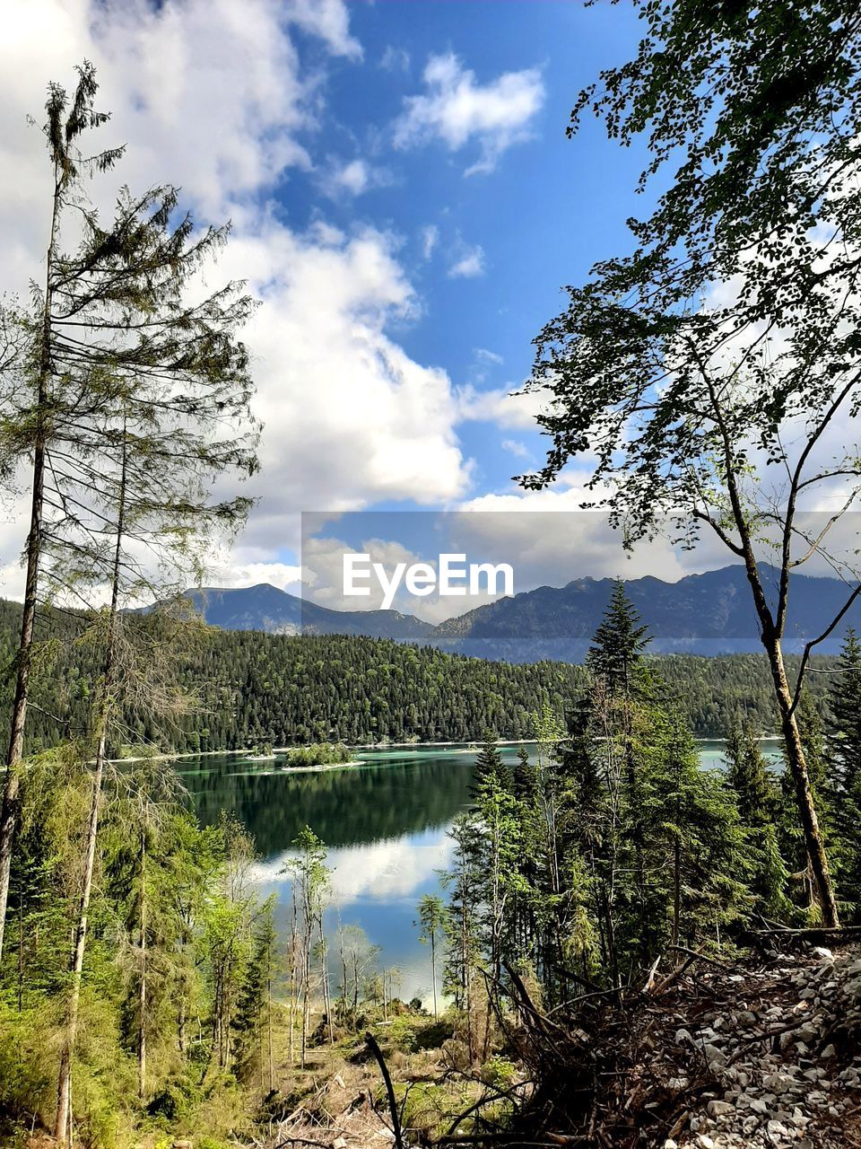 SCENIC VIEW OF TREES AGAINST SKY