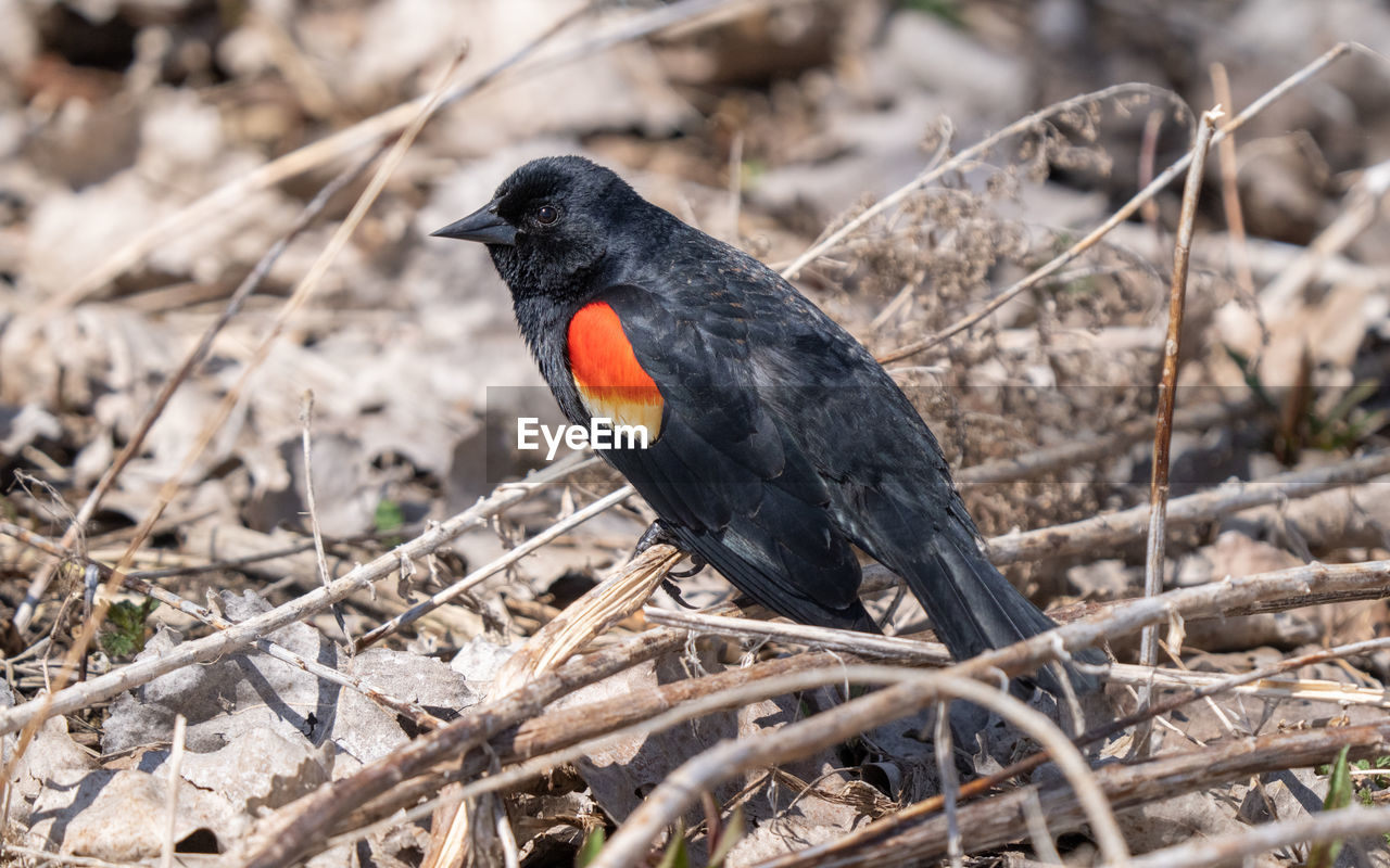 Red winged black bird is perched on a limb on the forest floor in spring
