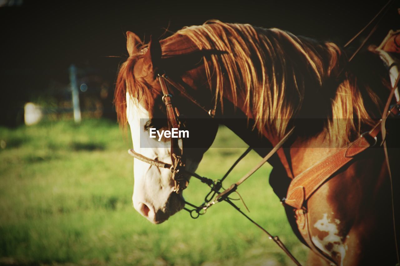 Close-up of horse on field