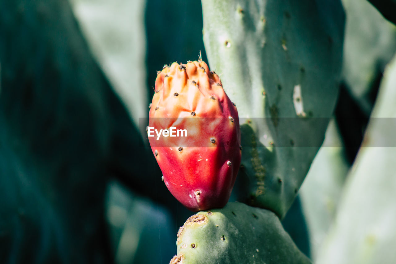 Close-up of prickly pear cactus