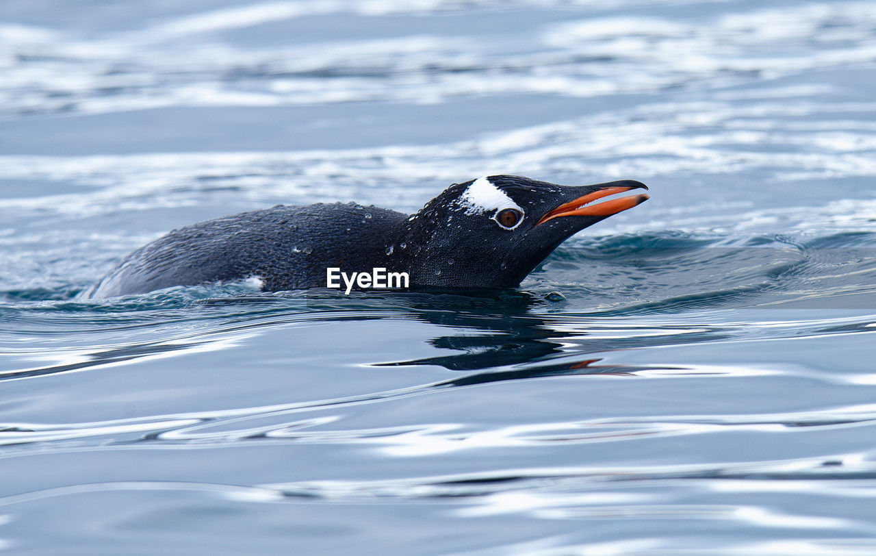 Close-up of a swimming gentoo penguin pygoscelis papua at fort point, antarctica
