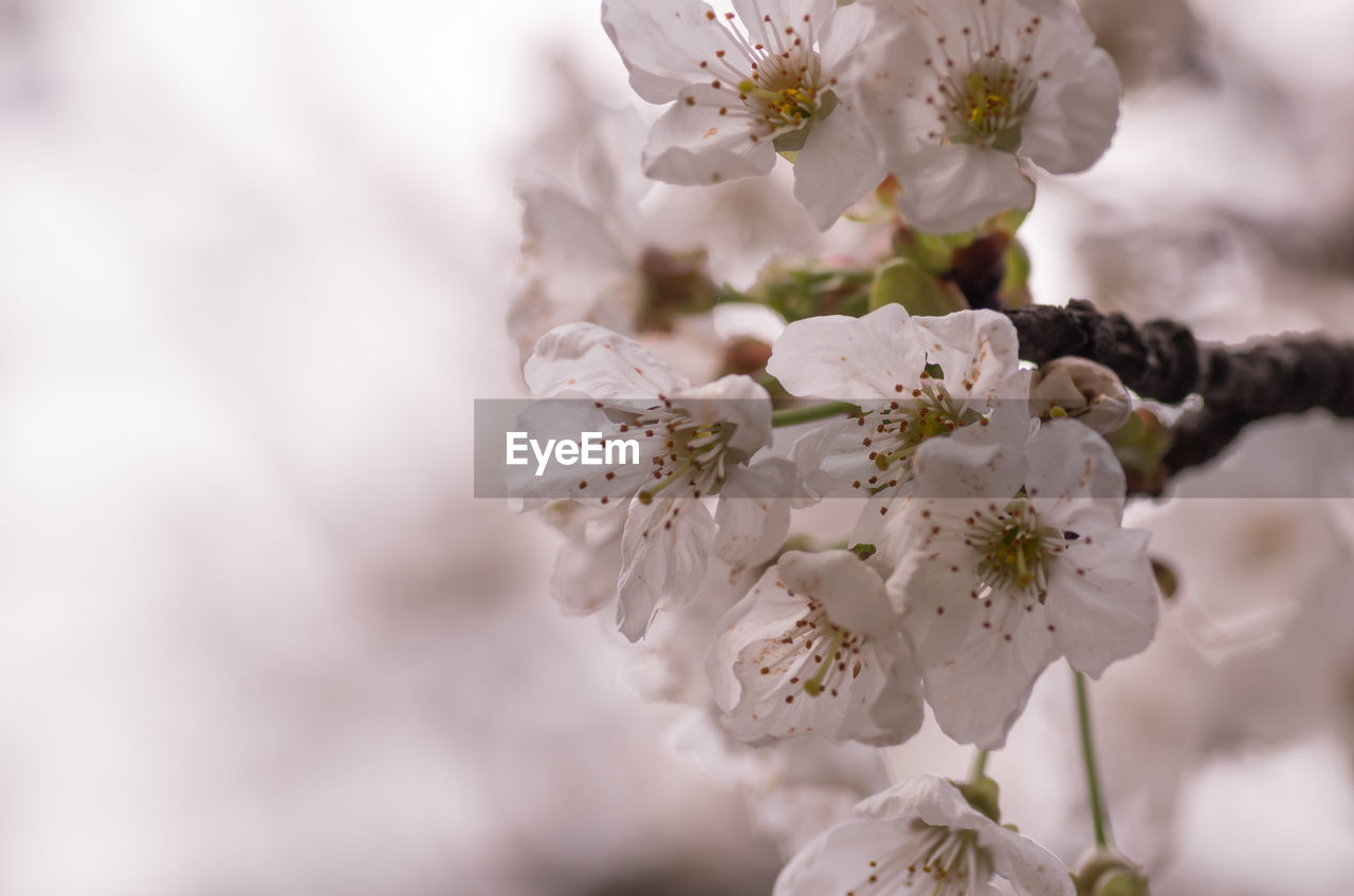 Close-up of cherry blossoms