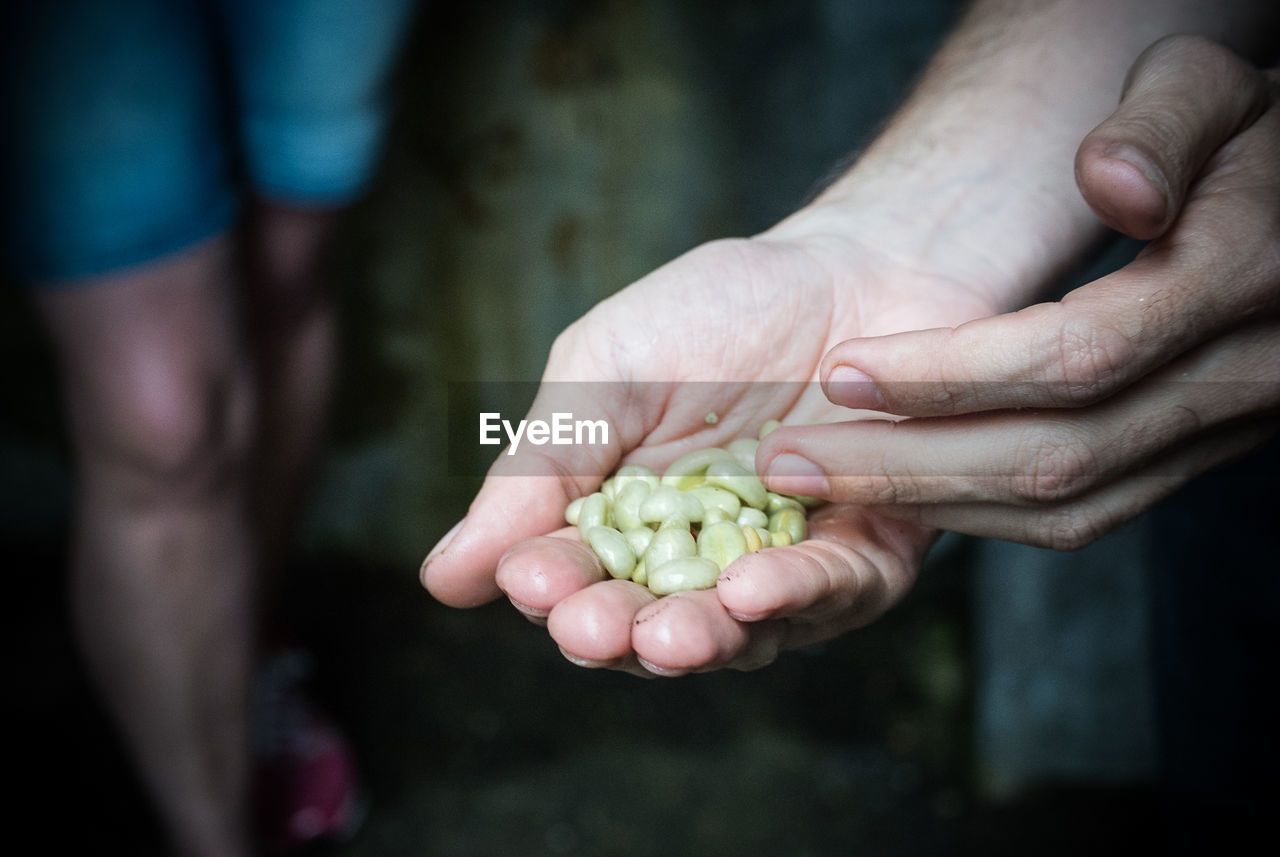 Cropped image of hands carrying seeds