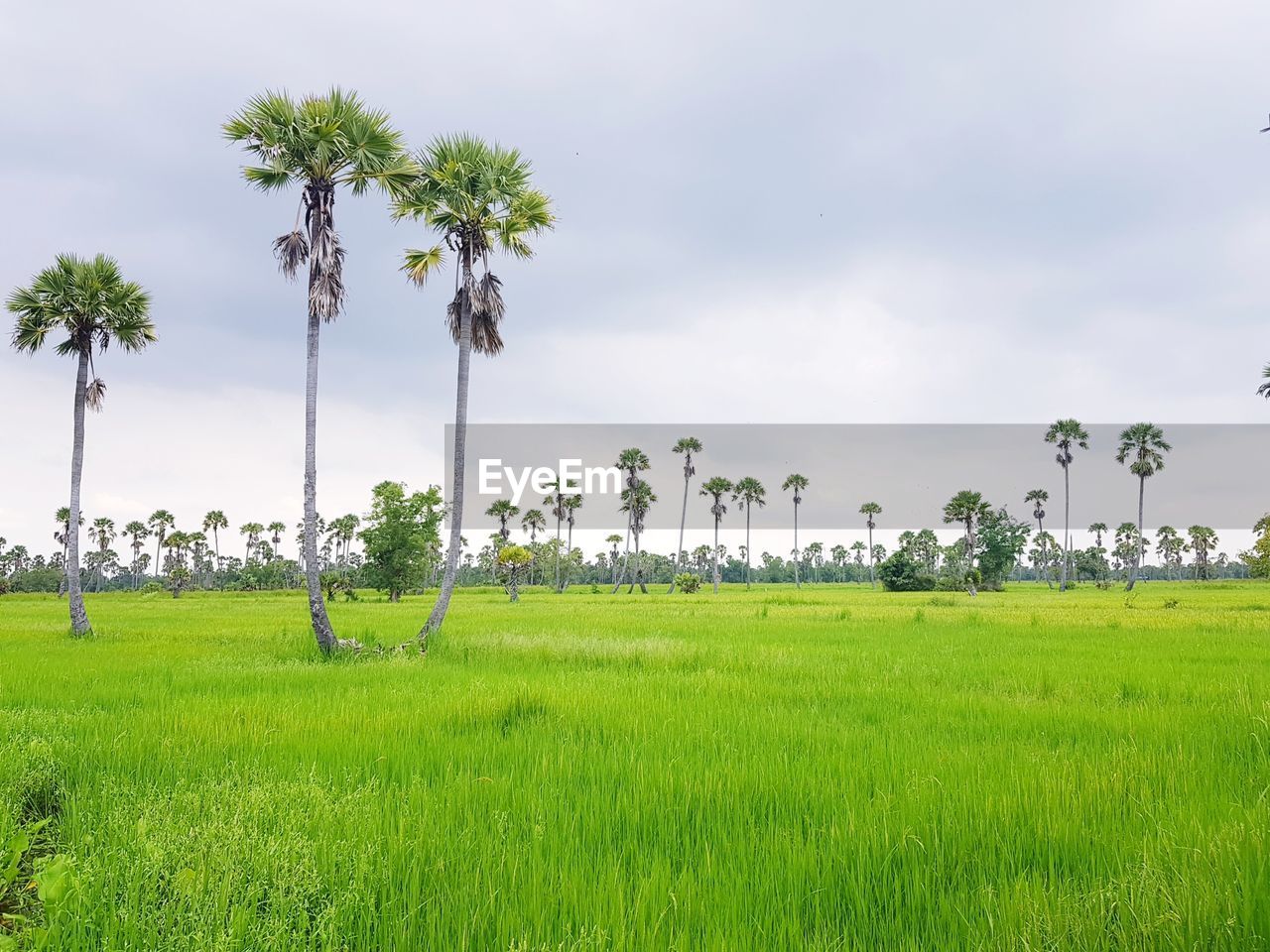SCENIC VIEW OF PALM TREES ON FIELD