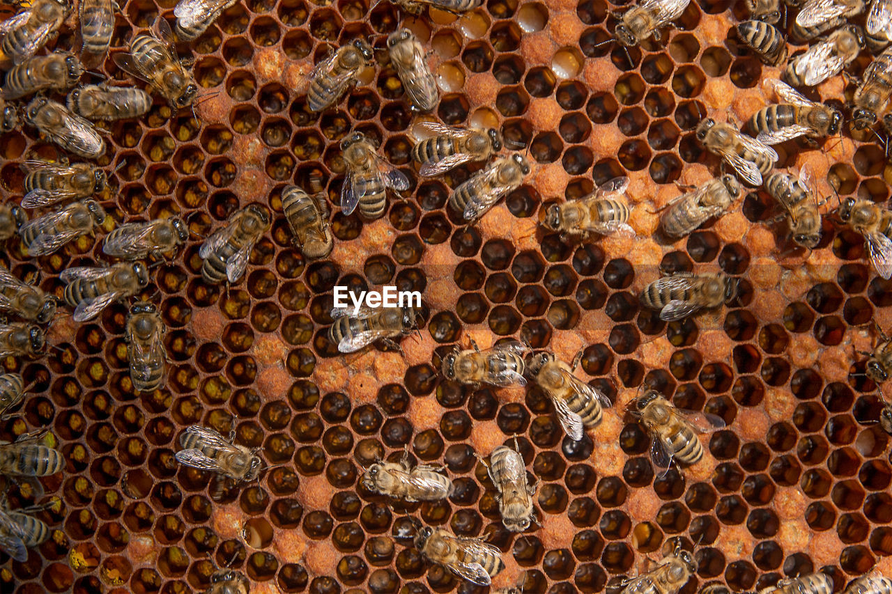 FULL FRAME SHOT OF BEE ON A WALL