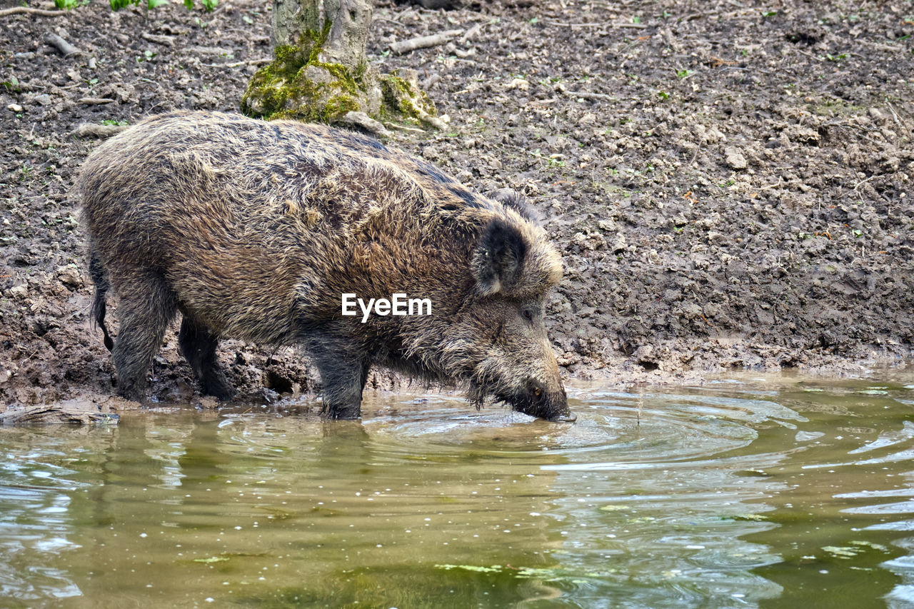 SHEEP IN A WATER