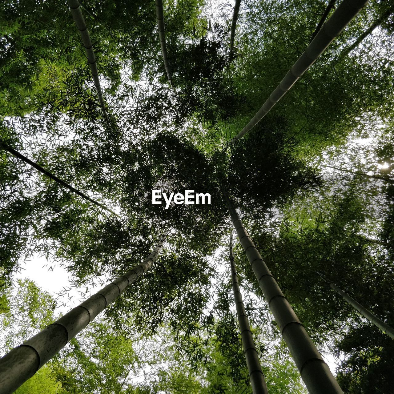 LOW ANGLE VIEW OF BAMBOO TREE