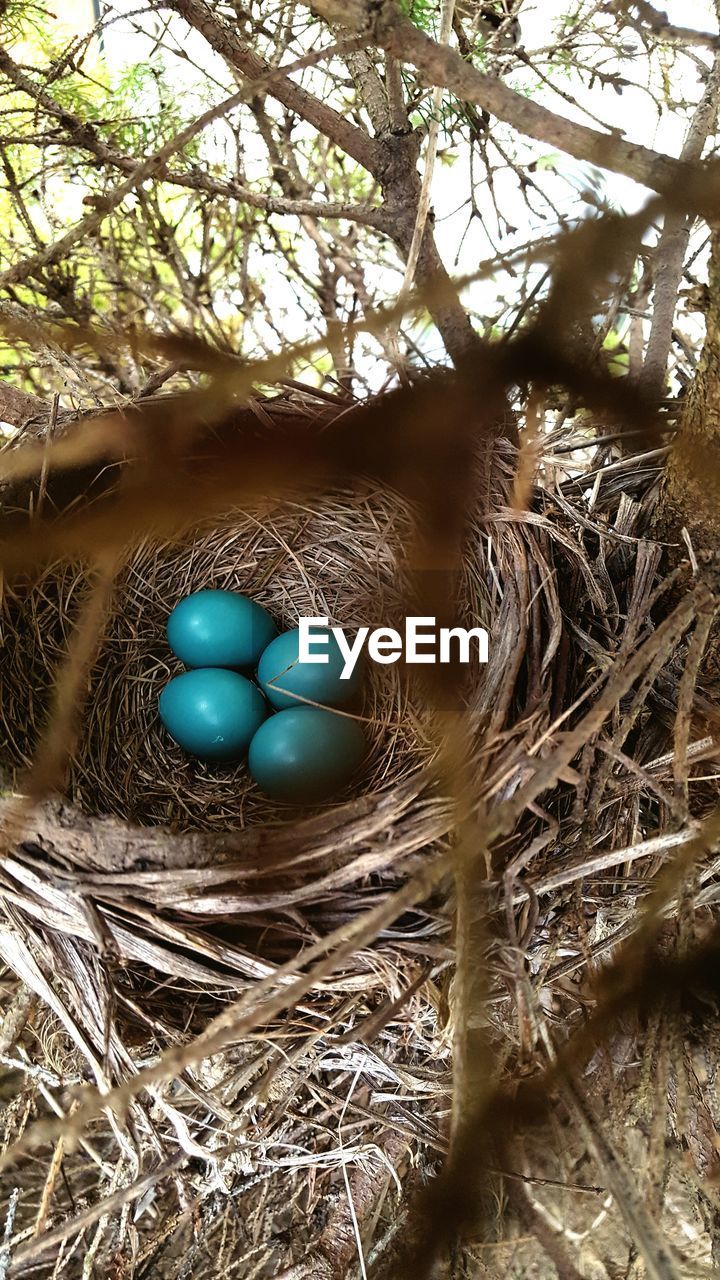 High angle view of robin eggs in nest on tree