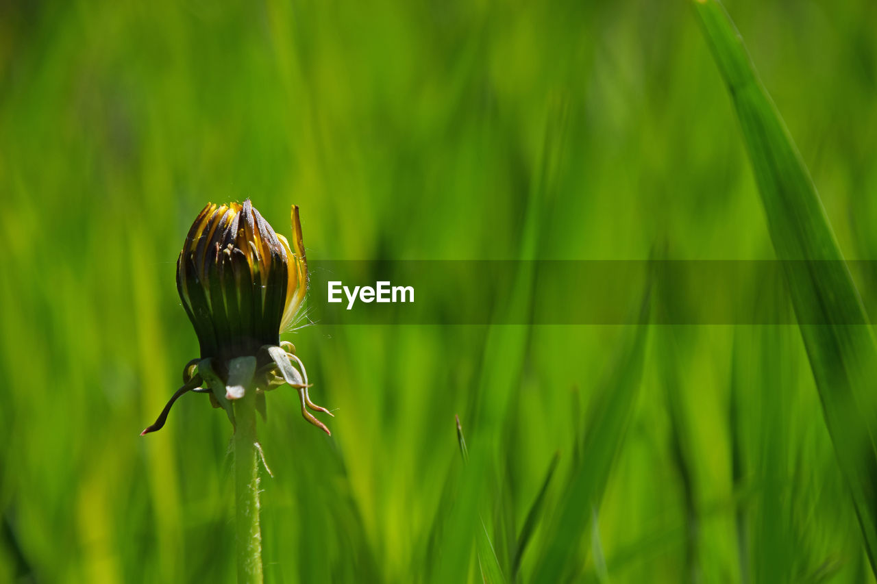 Close-up of bud by grass