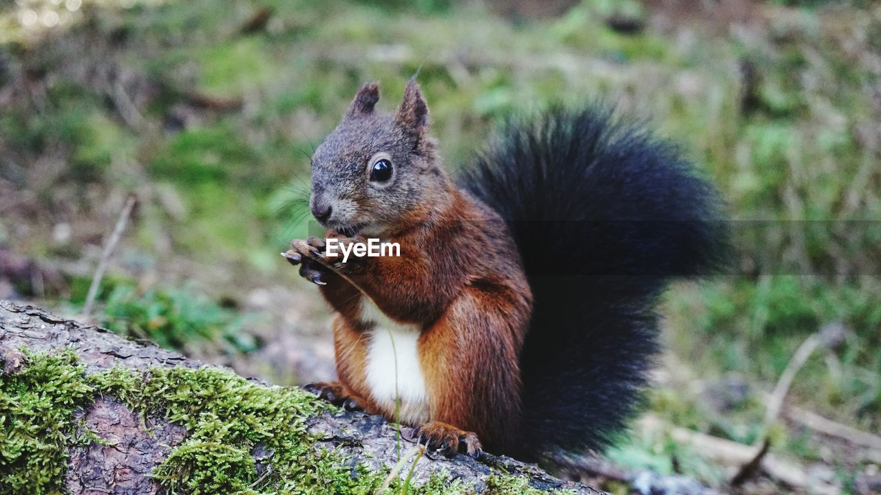 CLOSE-UP OF SQUIRREL EATING TREE