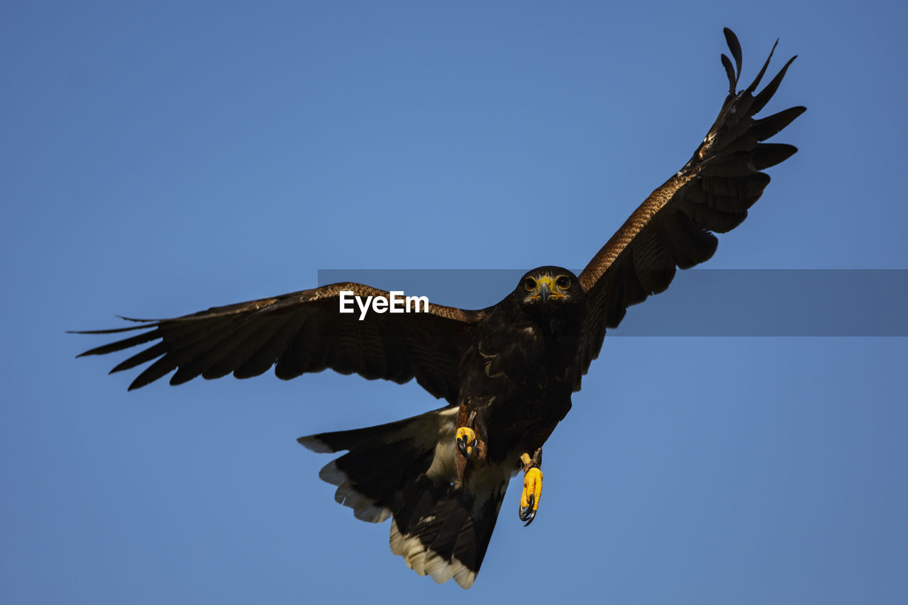 A trained harris's hawk in flight, scientific name, parabuteo unicinctus.