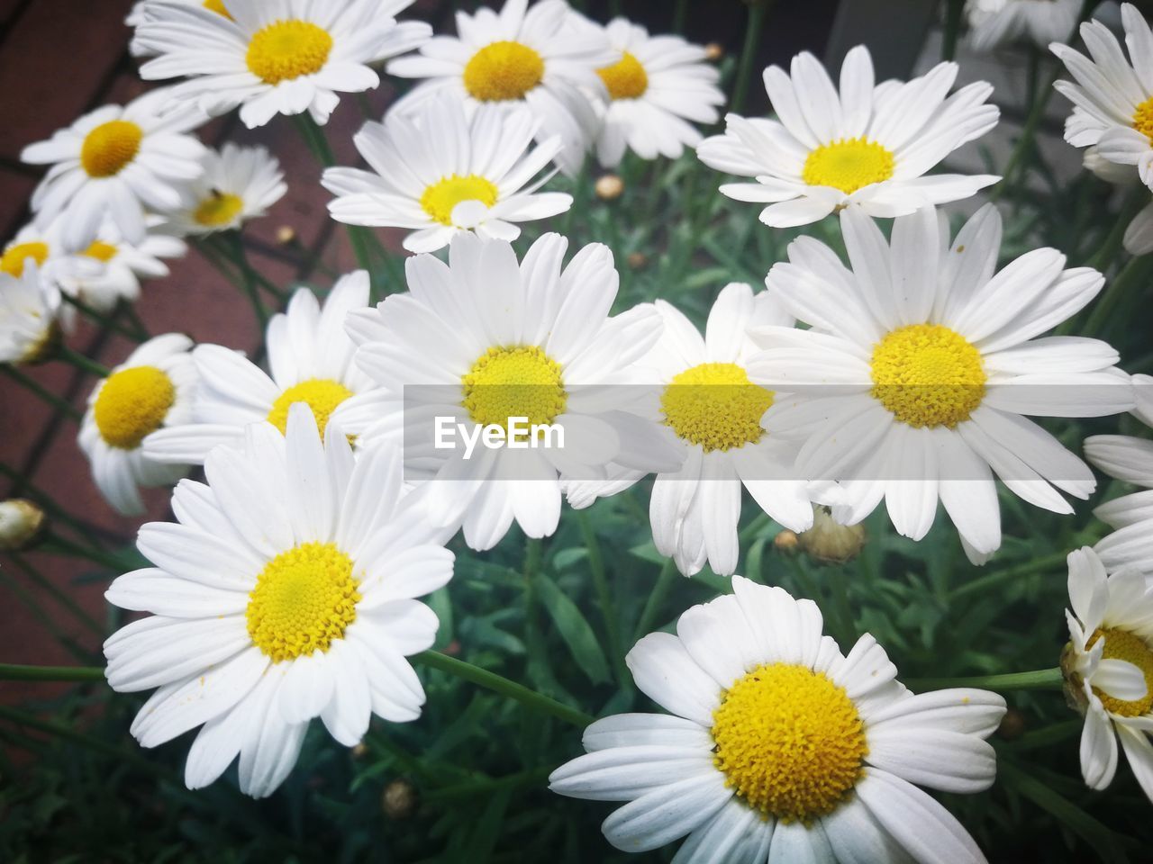 CLOSE-UP OF WHITE DAISY