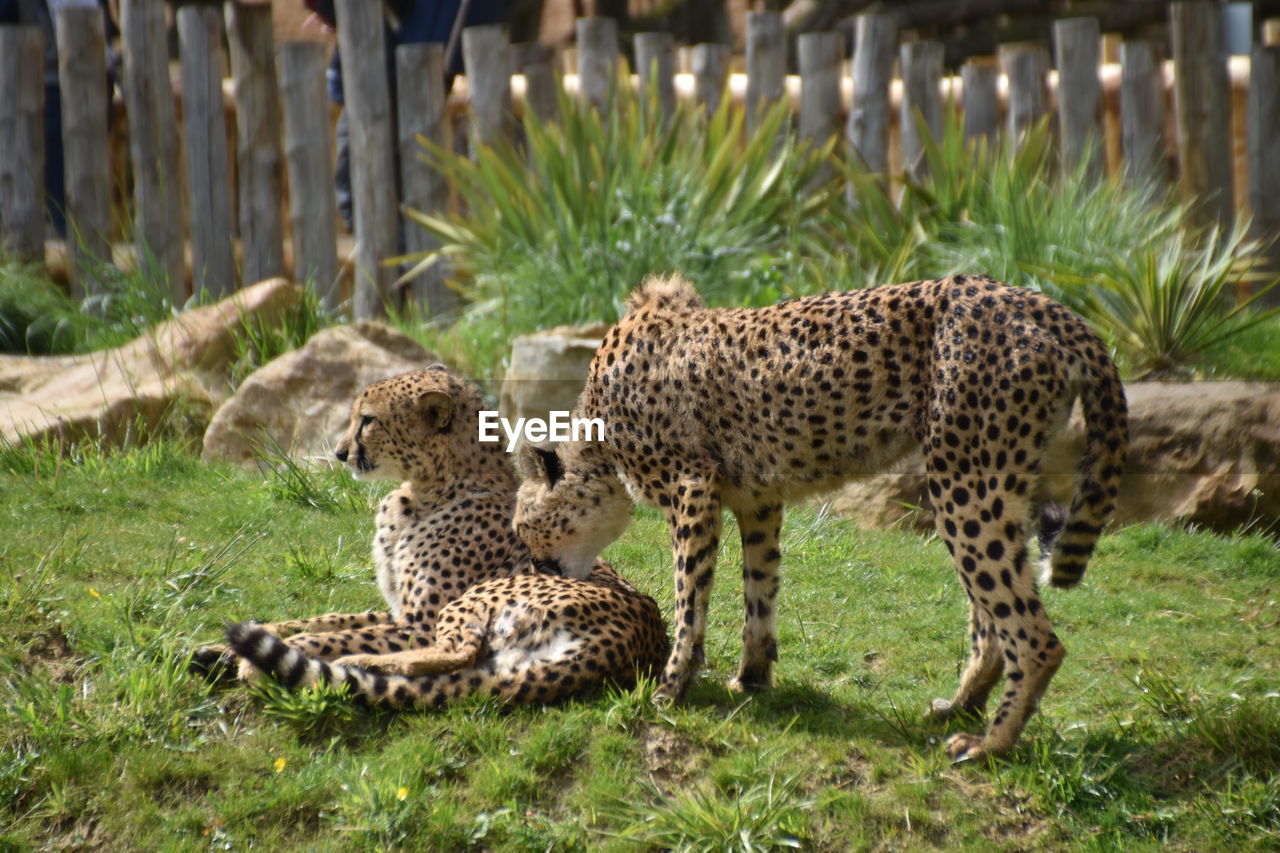 Léopard in a zoo