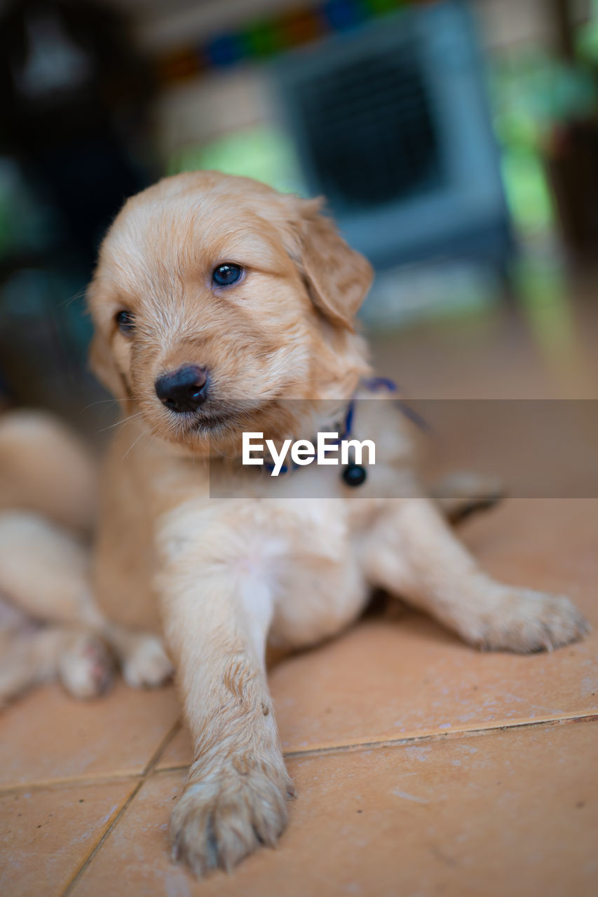 Portrait of puppy relaxing on floor