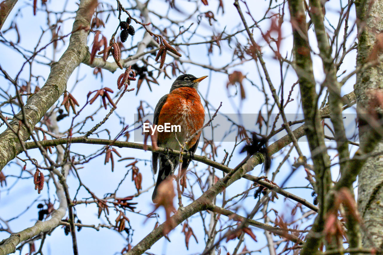 Low angle view of robin bird perching on tree