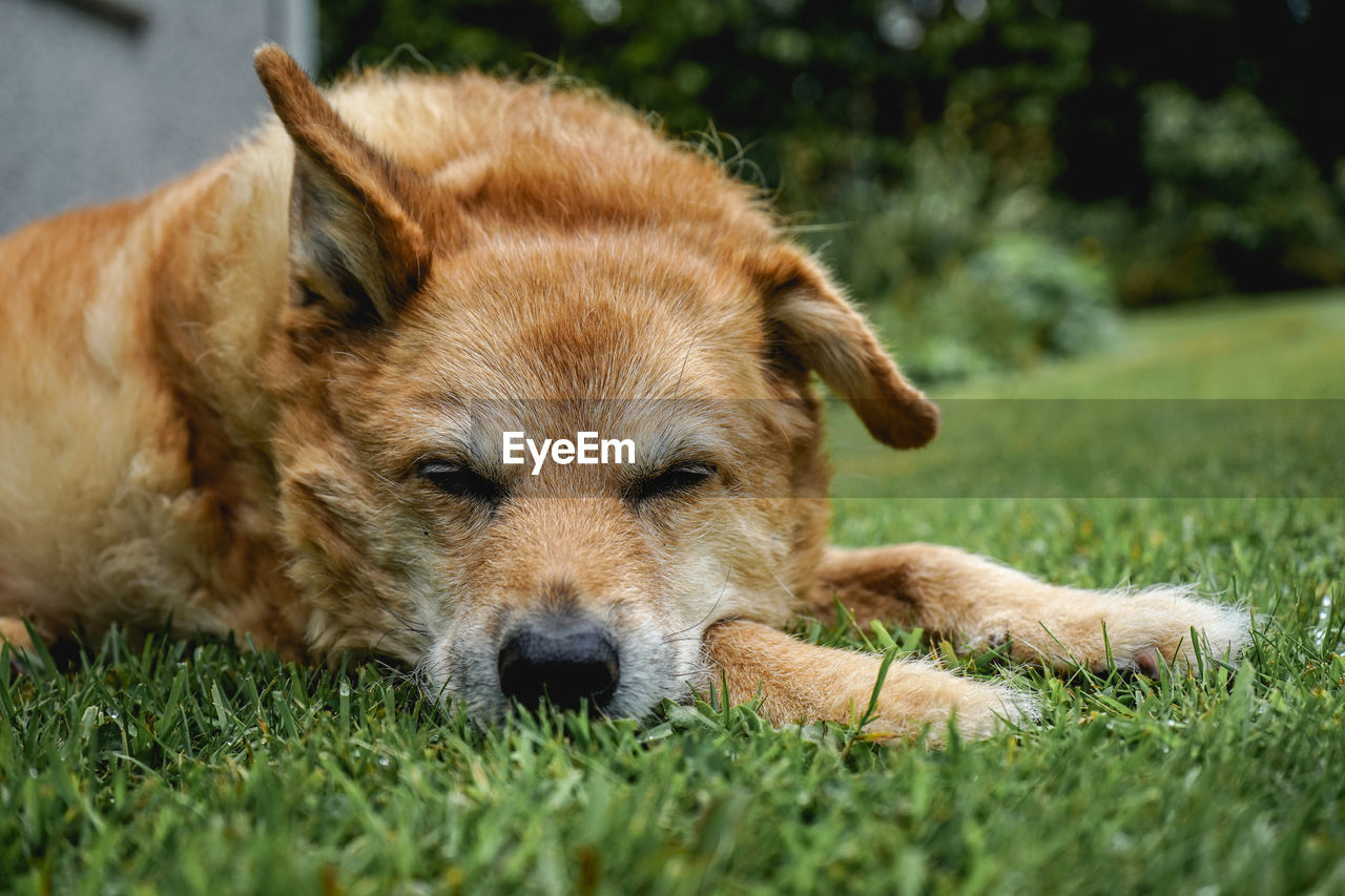 CLOSE-UP OF DOG LYING ON GRASS