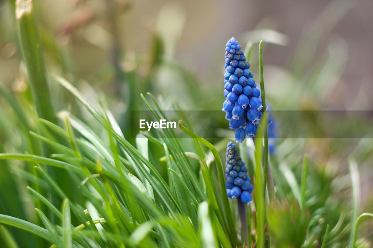 Close-up of flowers growing outdoors