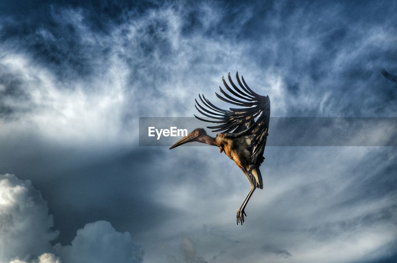 LOW ANGLE VIEW OF EAGLE FLYING AGAINST SKY