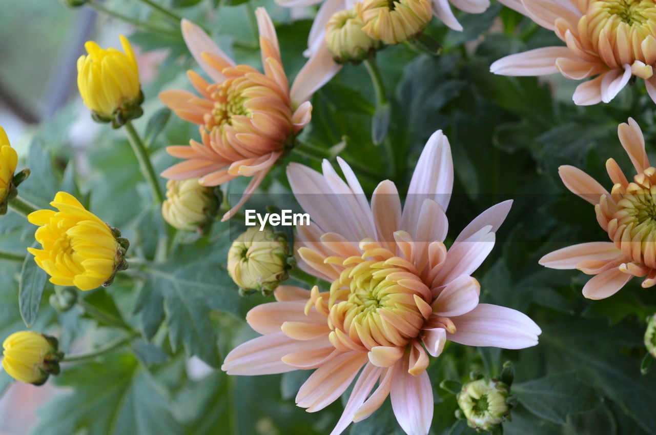 Close-up of flowers blooming outdoors