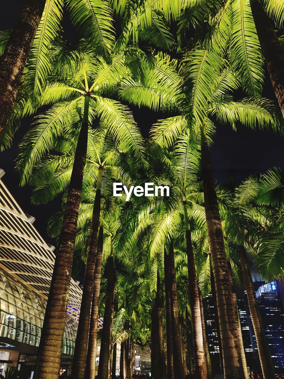LOW ANGLE VIEW OF PALM TREES