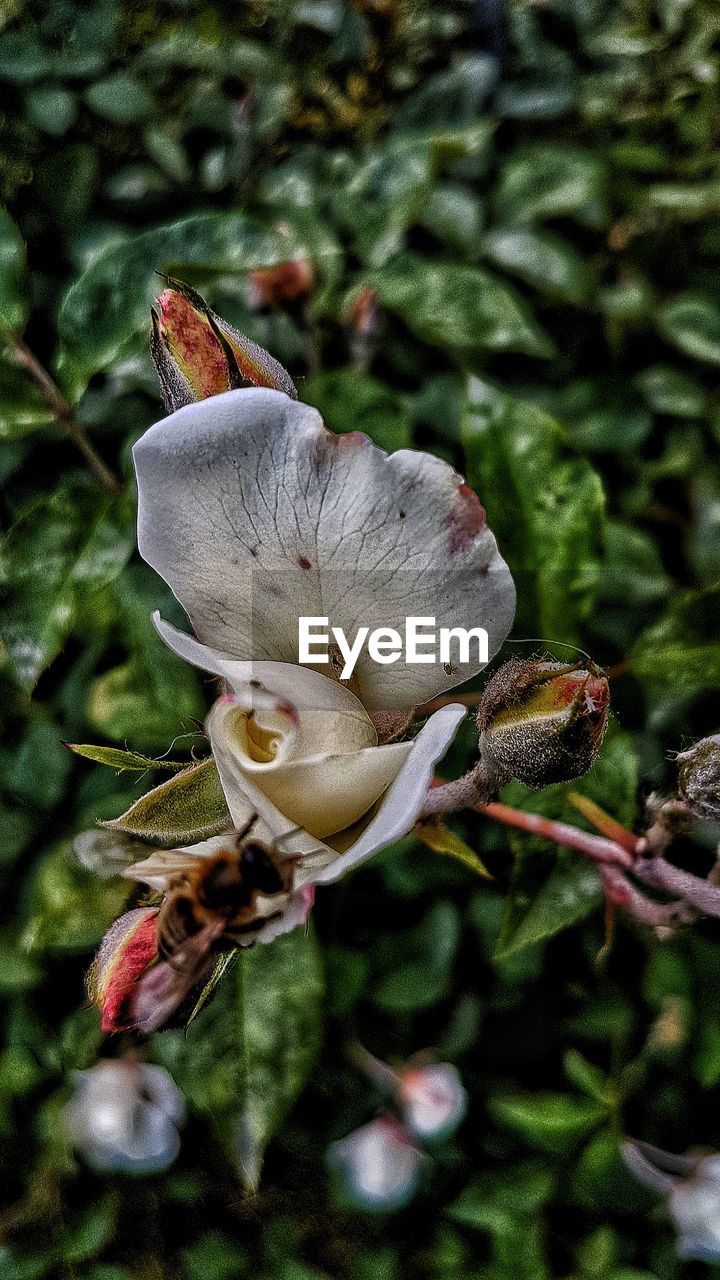 CLOSE-UP OF WHITE FLOWER ON A LAND