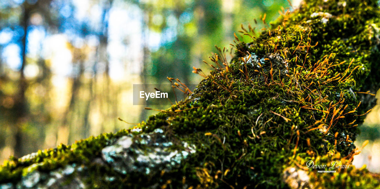 CLOSE-UP OF INSECT ON BRANCHES