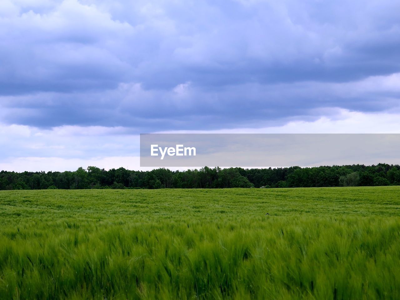 Lush green field