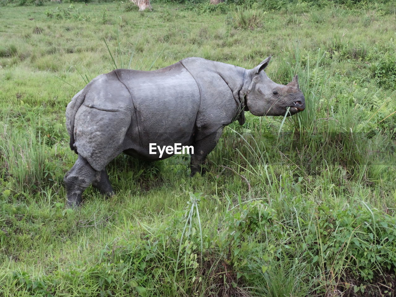 An indian rhinoceros at jaldapara wildlife sanctuary, west bengal, india