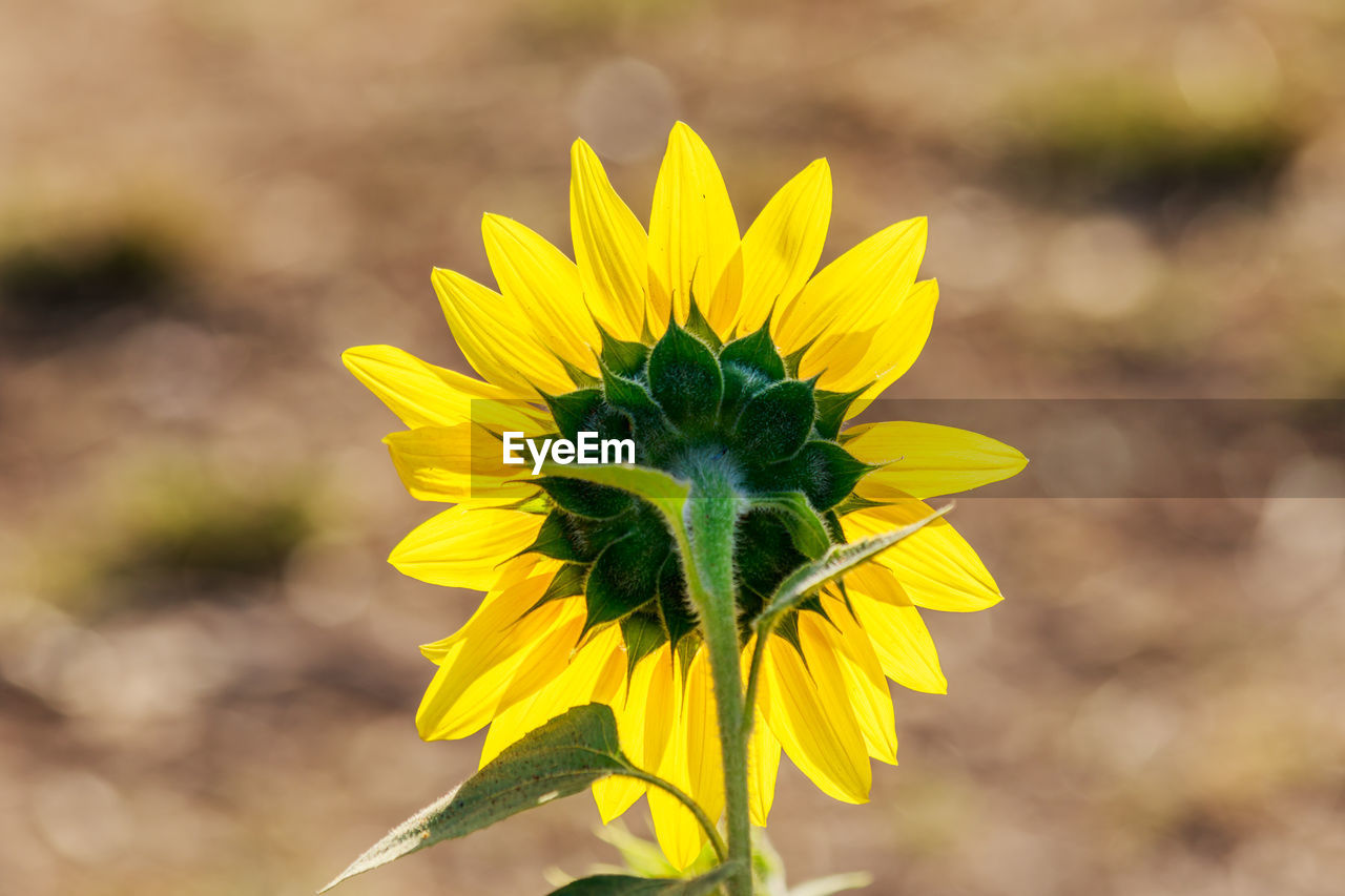 Close-up of yellow flowering plant