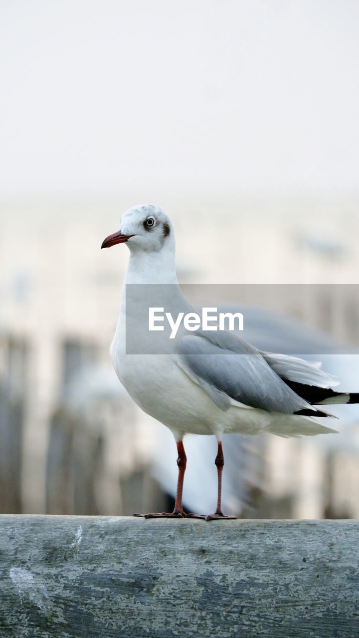 Seagull perching on wall